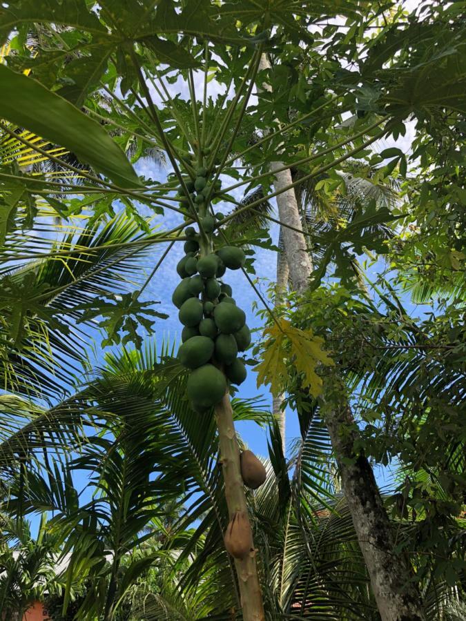 New Raya - Nias Beach Bungalows Lagudri 외부 사진